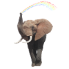 Elephant with rainbow - Eli - Africa