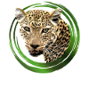 Leopard - Raubkatze - Katze - Afrika - Safari