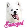 Samoyed