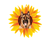 German Shepherd Sunflower Mom