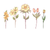 Wildflower, Flowers Plants Botany, Ladies