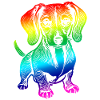 Dachshund, my faithful companion - puppy