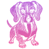 Dachshund, my faithful companion - puppy