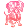 Dachshund, my faithful companion - puppy