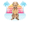 Weimaraner