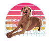 Weimaraner
