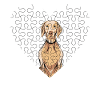 Weimaraner