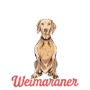 Weimaraner