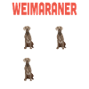 Weimaraner