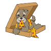 Zwergschnauzer