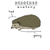 Hedgehog Pet