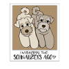 Zwergschnauzer