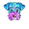 Zwergschnauzer