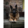 Tasse ,,Schäferhund“