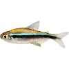Schwarzer Neon, Hyphessobrycon herbertaxelrodi, DN