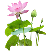 Lotos Nelumbo Adans