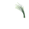 Chives lovers proverb