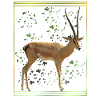 Grant Gazelles - Antelope - Wildlife Africa
