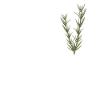 Funny rosemary lovers