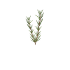 Rosemary Whisperer