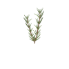 Funny Rosemary Lover Saying