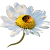 Marguerite Ladybug