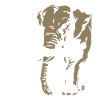 Afrique du Sud - Eléphant