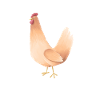 Huhn Eine verrückte Mutter Gacker
