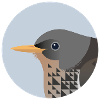 Thrush Bird / Portrait