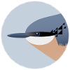 Nuthatch Bird / Portrait