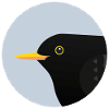Blackbird Bird / Portrait