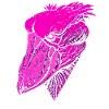 Schuhschnabel Vogel