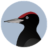 Schwarzspecht Vogel / Porträt