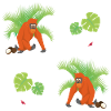 Orangutan