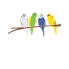 Parakeet Whisperer
