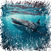 Whale sharks are impressive fish