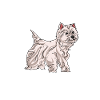 West Highland Terrier