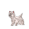 West highland terrier