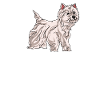 West Highland Terrier