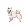 American Eskimo