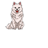 American Eskimo