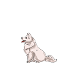American Eskimo