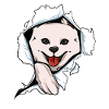 American Eskimo