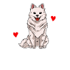 American Eskimo