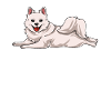 American Eskimo
