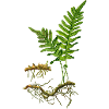 Natur, grüner Farn, Farnblatt