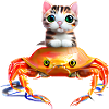 Bébé chat sur crabe