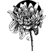 Blume Aster Inktober