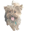 York Dog
