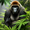 Gorille de cannabis